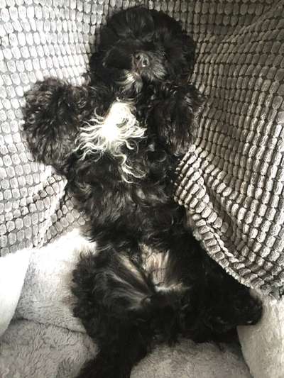 Dogorama Photo Challenge - Zeigt her eure Bäuche-Beitrag-Bild