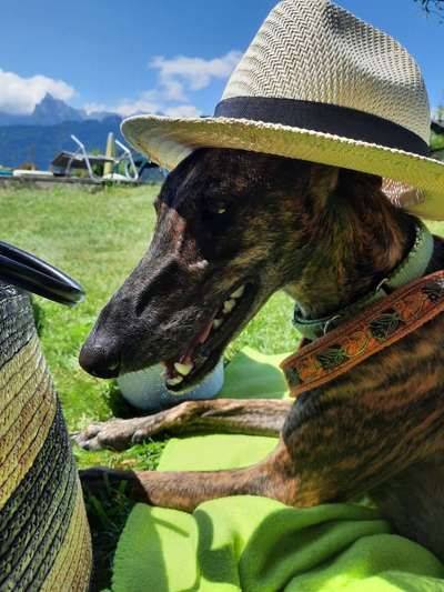 Die Dogorama Wochen Challenge: “Dein Hund im Urlaub”-Beitrag-Bild