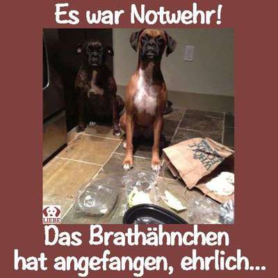 Hunde Memes-Beitrag-Bild