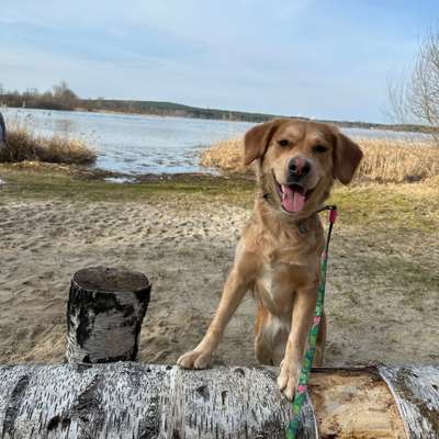 Hundetreffen-Hundebegenungstraining-Bild