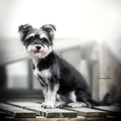 Foto's und Hundemodels-Beitrag-Bild