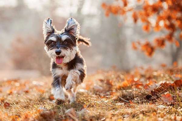 Foto's und Hundemodels-Beitrag-Bild