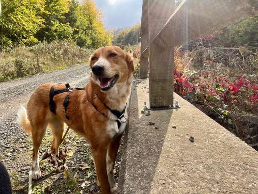 Hundetreffen-Begegnungstraining & Spaziergänge-Bild