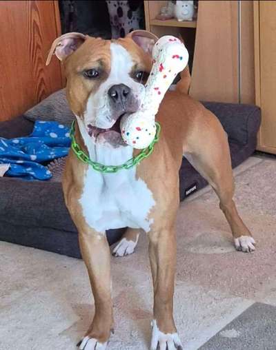 Hundetreffen-Hundekumpel zum Gassi gehen gesucht-Bild