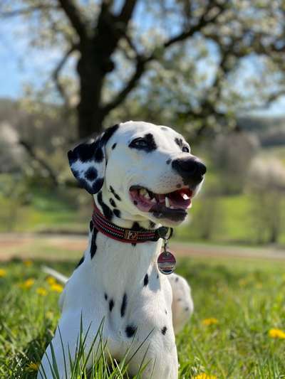 Hundetreffen-Gemeinsame Gassi Runden oder zum Spielen-Bild