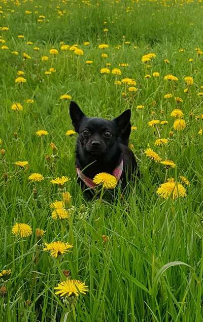Die Dogorama Monats Challenge "Es grünt und blüht"-Beitrag-Bild