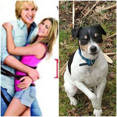 Wie heißt dein Hund?-Beitrag-Bild