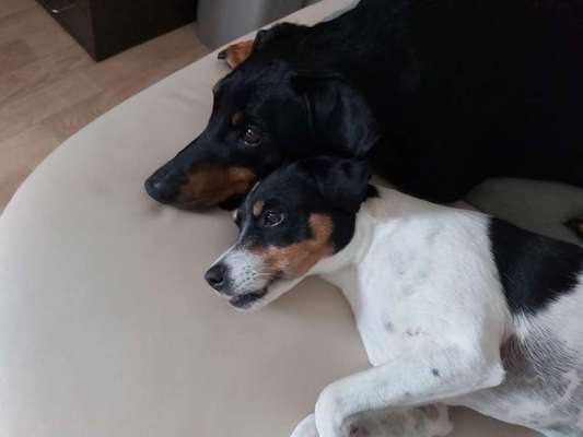 Liebhaber des Deutschen Pinscher gesucht.-Beitrag-Bild