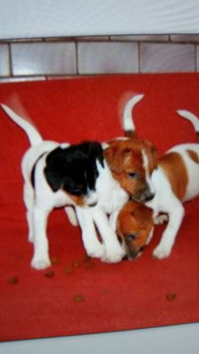 Das erste Bild eures Hundes-Beitrag-Bild