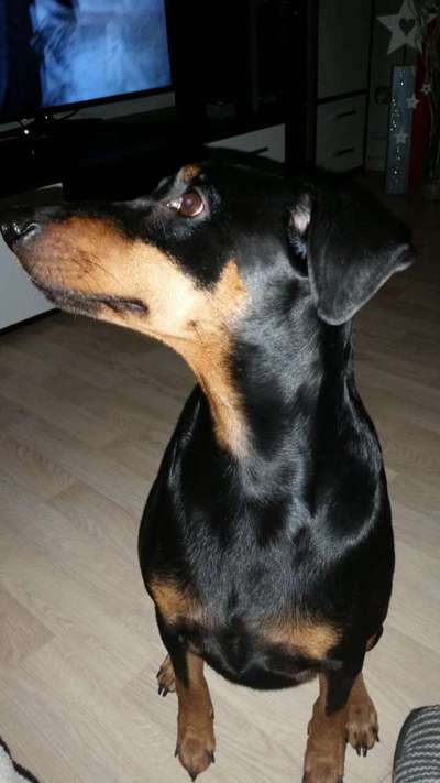 Liebhaber des Deutschen Pinscher gesucht.-Beitrag-Bild