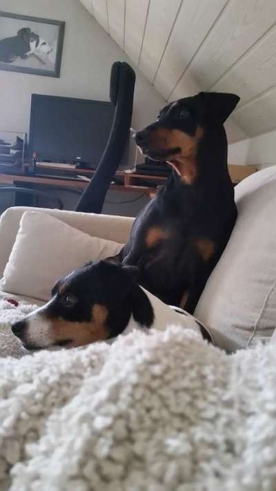 Liebhaber des Deutschen Pinscher gesucht.-Beitrag-Bild