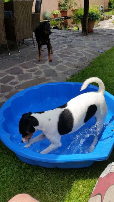 Französische Bulldoggen-Beitrag-Bild