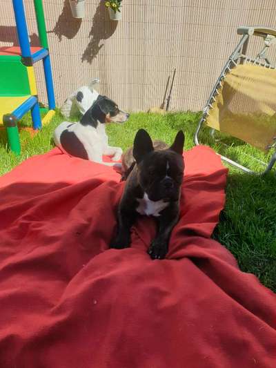 Französische Bulldoggen-Beitrag-Bild