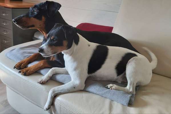 Mehrhundehaltung oder Einzelhund?-Beitrag-Bild