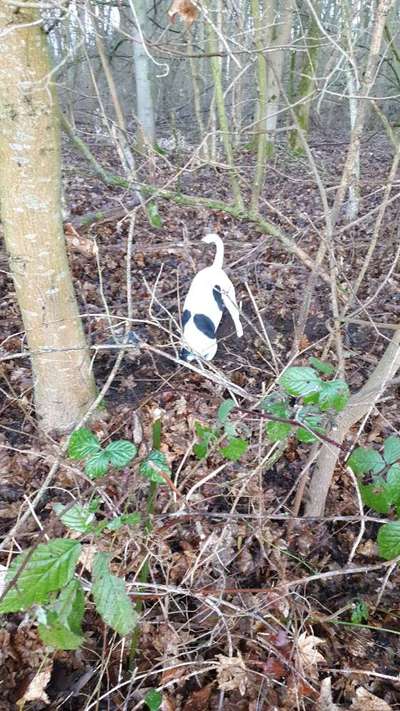 Immer der Nase nach - die schönsten Jagdhund-Bilder-Beitrag-Bild