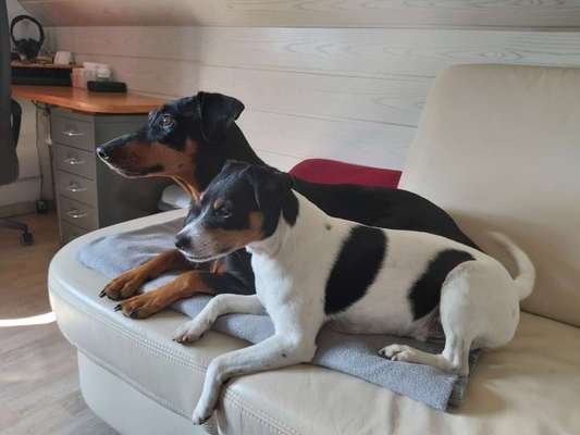 Liebhaber des Deutschen Pinscher gesucht.-Beitrag-Bild