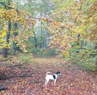 Wald Bild-Beitrag-Bild