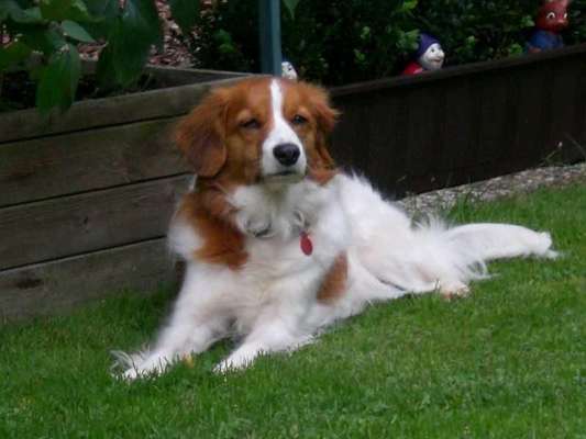 Unsere Fellnasen im Regenbogenland-Beitrag-Bild