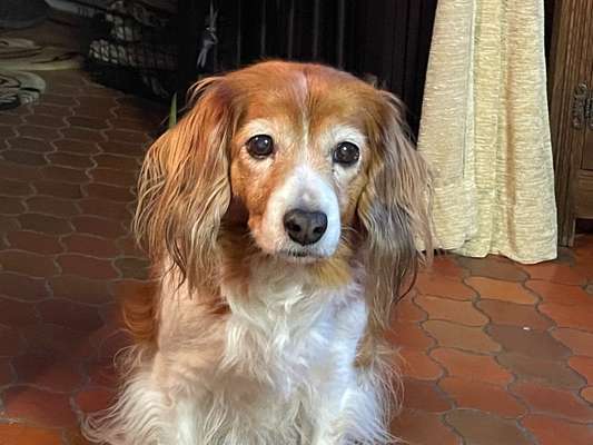 Unsere Fellnasen im Regenbogenland-Beitrag-Bild