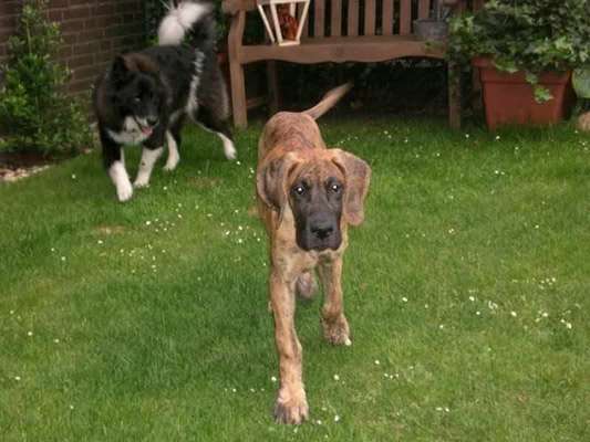 Zeigt her; eure "zu gross geratenen Schosshunde"-Beitrag-Bild