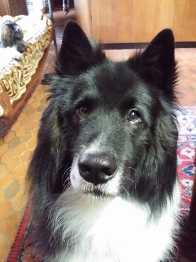 Unsere Fellnasen im Regenbogenland-Beitrag-Bild