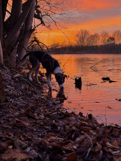 TierschutzhundeStammtisch🐕-Beitrag-Bild