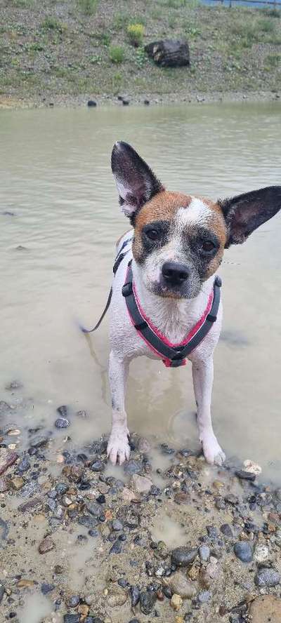 Mischlinge raten - Rätselspaß-Beitrag-Bild