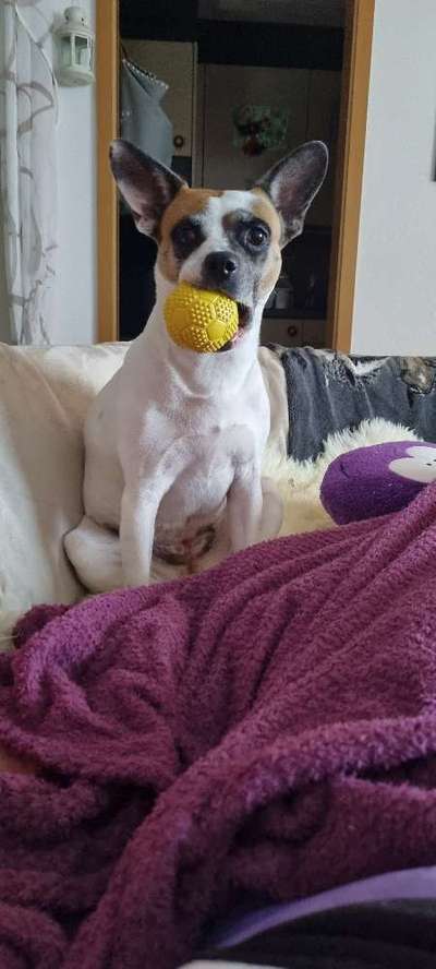 Mischlinge raten - Rätselspaß-Beitrag-Bild