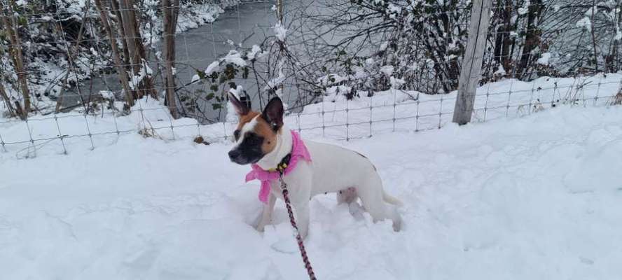 Mischlinge raten - Rätselspaß-Beitrag-Bild