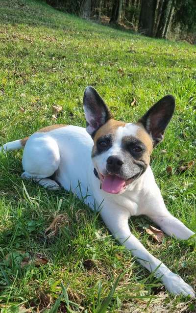 Mischlinge raten - Rätselspaß-Beitrag-Bild