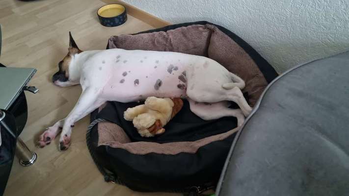 Mischlinge raten - Rätselspaß-Beitrag-Bild