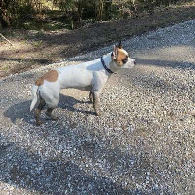 Mischlinge raten - Rätselspaß-Beitrag-Bild