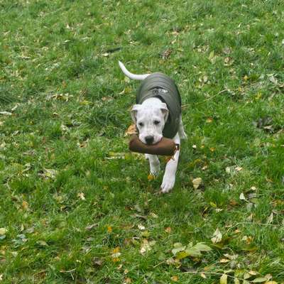 Dummy Training-Beitrag-Bild