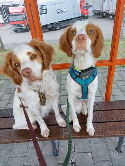 Epagneul Breton-Beitrag-Bild