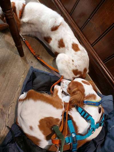 Epagneul Breton-Beitrag-Bild