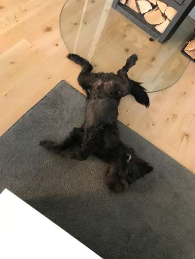 Zeigt eure verrücktesten Hundebilder-Beitrag-Bild