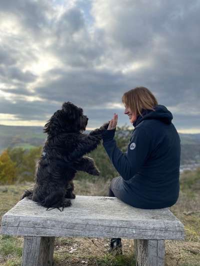 Tibet Terrier-Beitrag-Bild