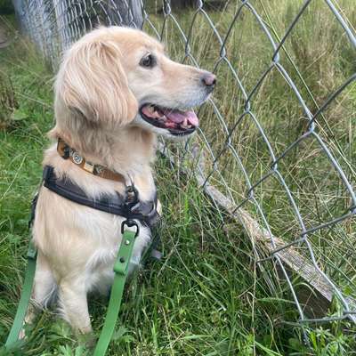 Hundetreffen-Hundebegegnungen üben-Bild