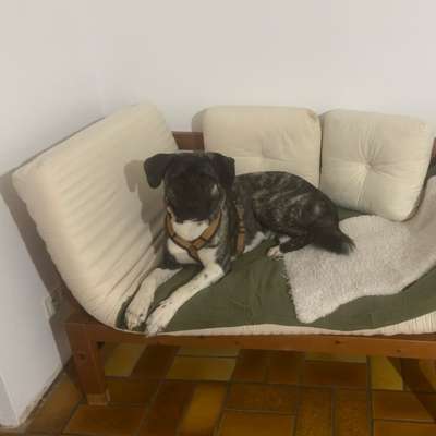Hundetreffen-Trainingspartner und Spazierfreunde gesucht :)-Bild