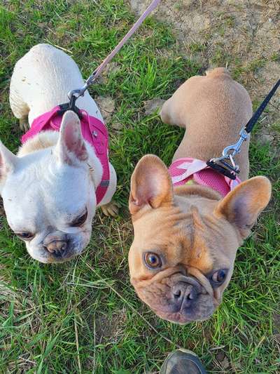 Französische Bulldoggen-Beitrag-Bild