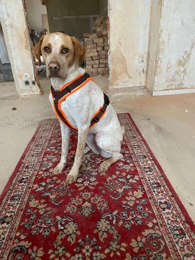 Englisch Pointer Mischlinge 🐶🐾-Beitrag-Bild