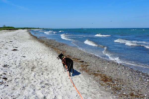 Hundeauslaufgebiet-Pommerby-Bild