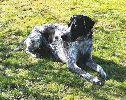 Hundetreffen-Gemeinsamer Spaziergang mit Training-Bild