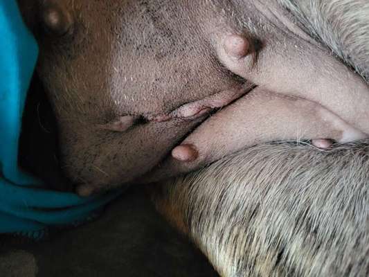 OP Narbe nach Kastration-Beitrag-Bild