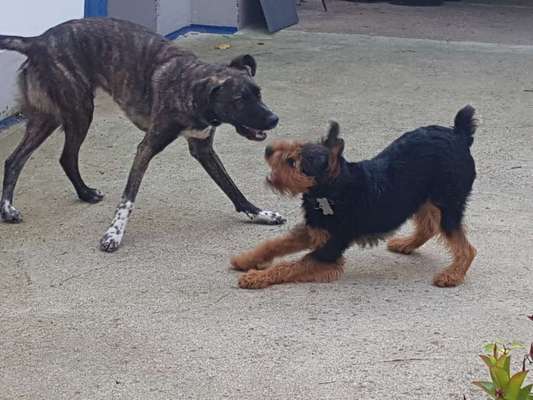 Dogorama Photo Challenge - Die besten Hundebuddys-Beitrag-Bild