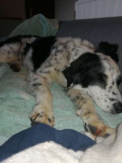 Auslandstierschutz-Beitrag-Bild