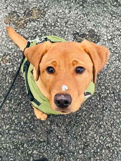 Dogorama Photo Challenge - Hundeblick zum hinschmelzen-Beitrag-Bild