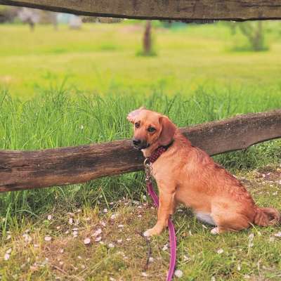 Hundetreffen-Gassirunde, Spaziergang in der Natur-Profilbild