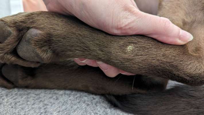 Druckstellen (?) an den Hinterbeinen-Beitrag-Bild