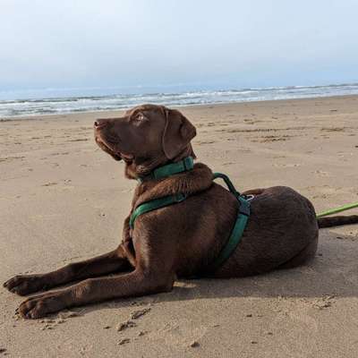 Hundetreffen-Social Walk oder Spielen, Junghund sucht gute Hundekontakte-Bild